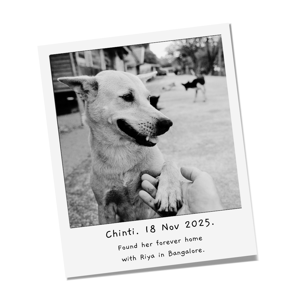 Chinti — found her forever home with Riya in Bangalore