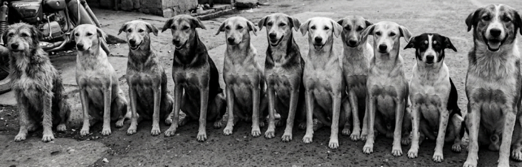 Stray dogs of India